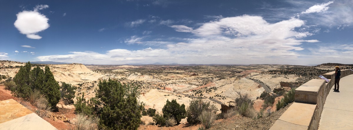 a landscape with trees and bushes