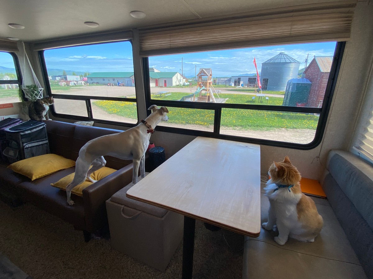 a dog sitting on a couch looking out a window