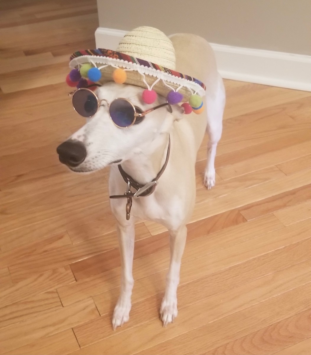 a dog wearing a hat and sunglasses