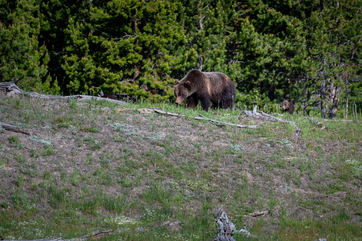 a bear walking on a hill