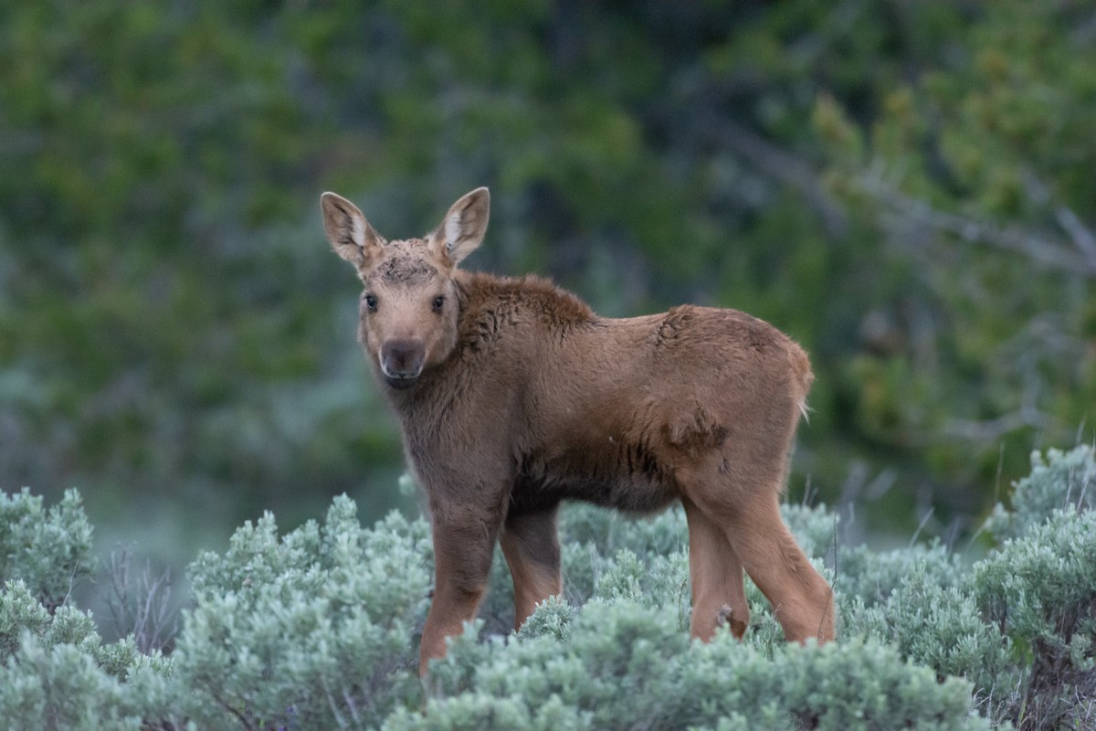 a baby deer in the woods