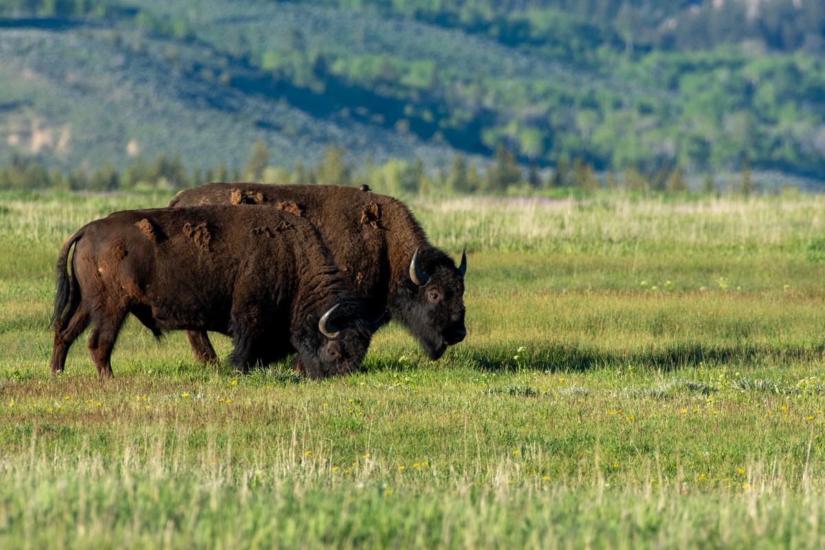 a couple of cows in a field