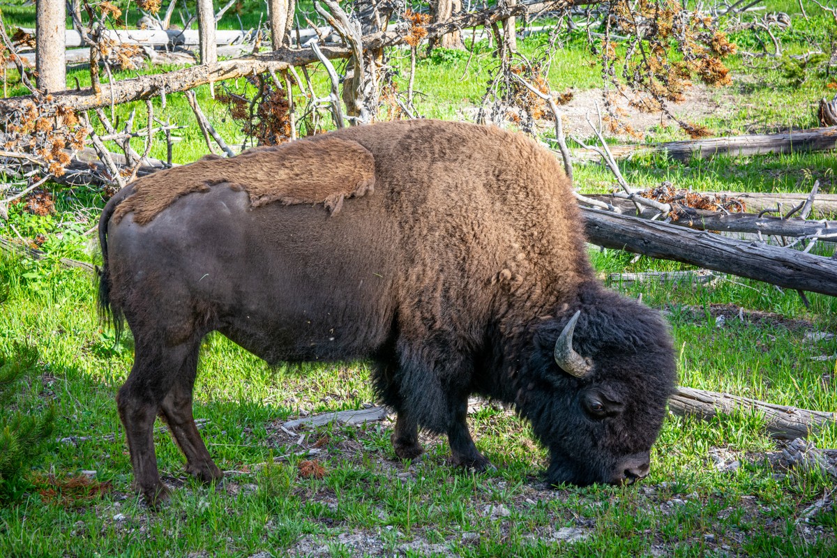 a buffalo in a field