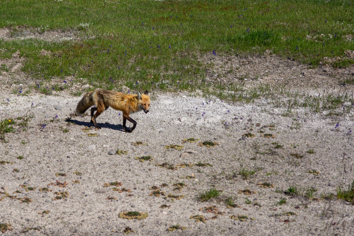 a fox running on a dirt road