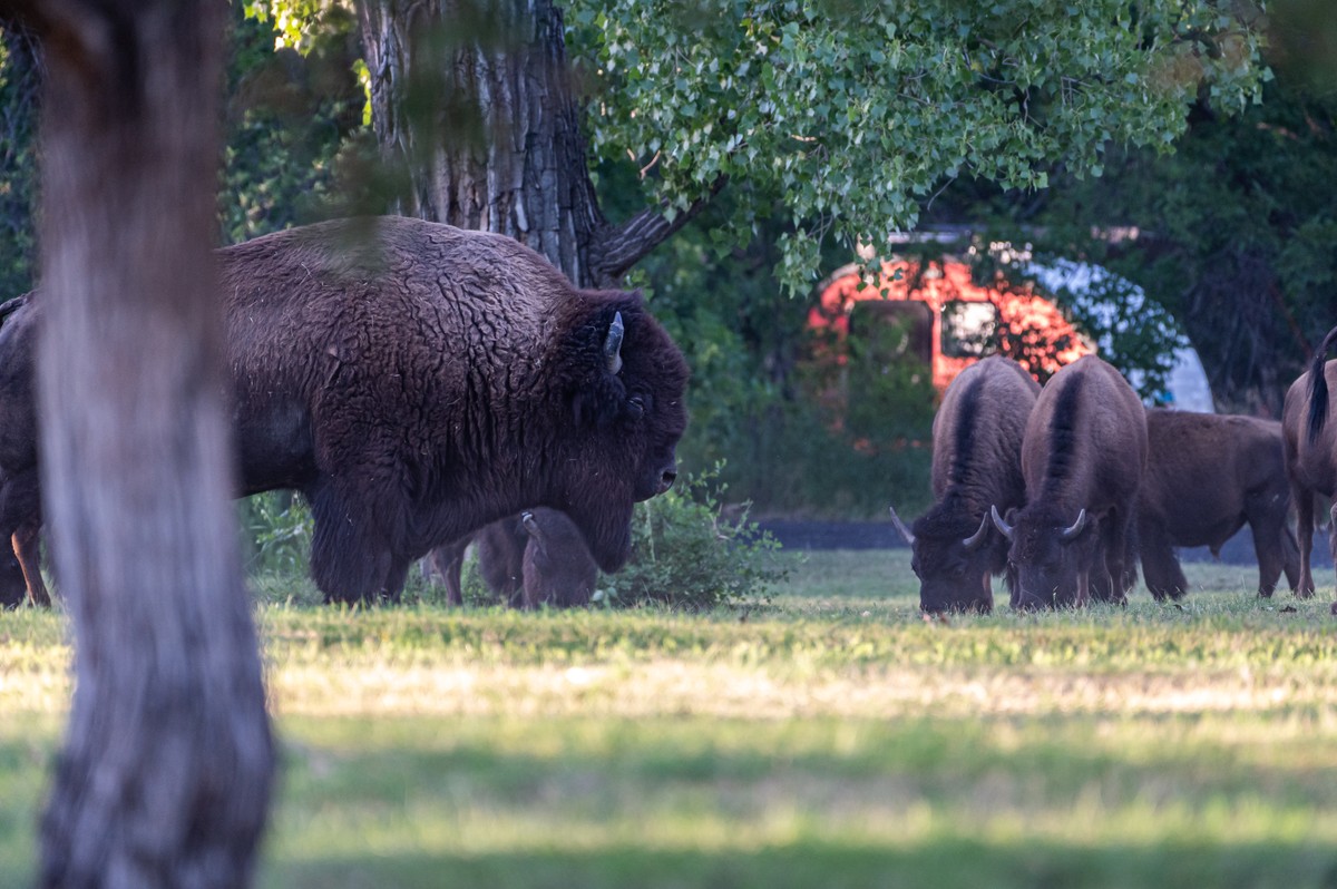 a buffalo walking in the grass