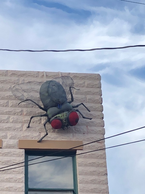 a large spider on a wall