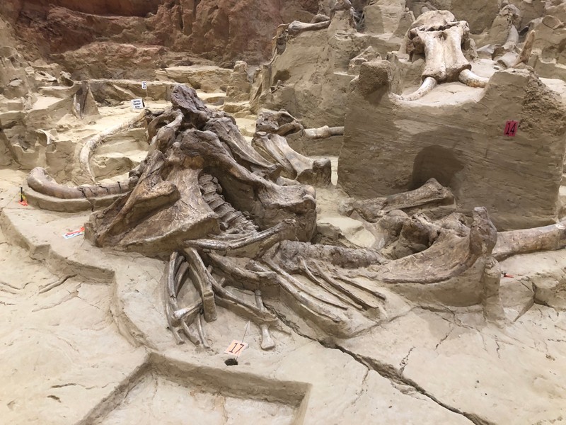 a group of skeletons in a cave