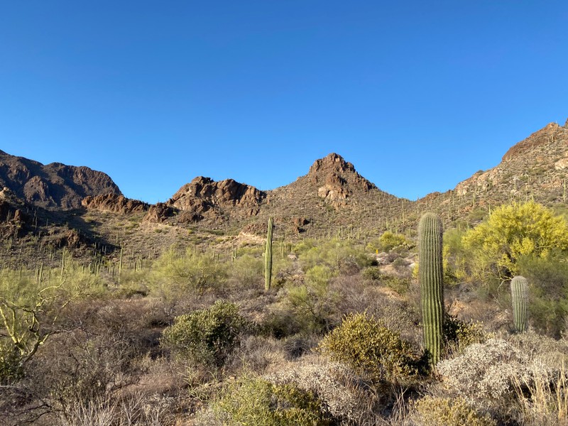 cactus in a desert