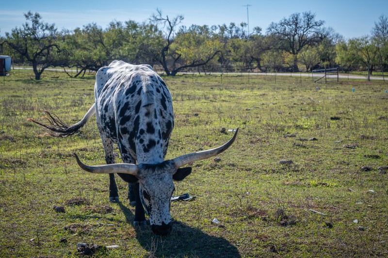 a giraffe eating grass