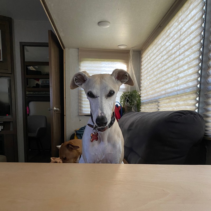 a dog sitting on a couch