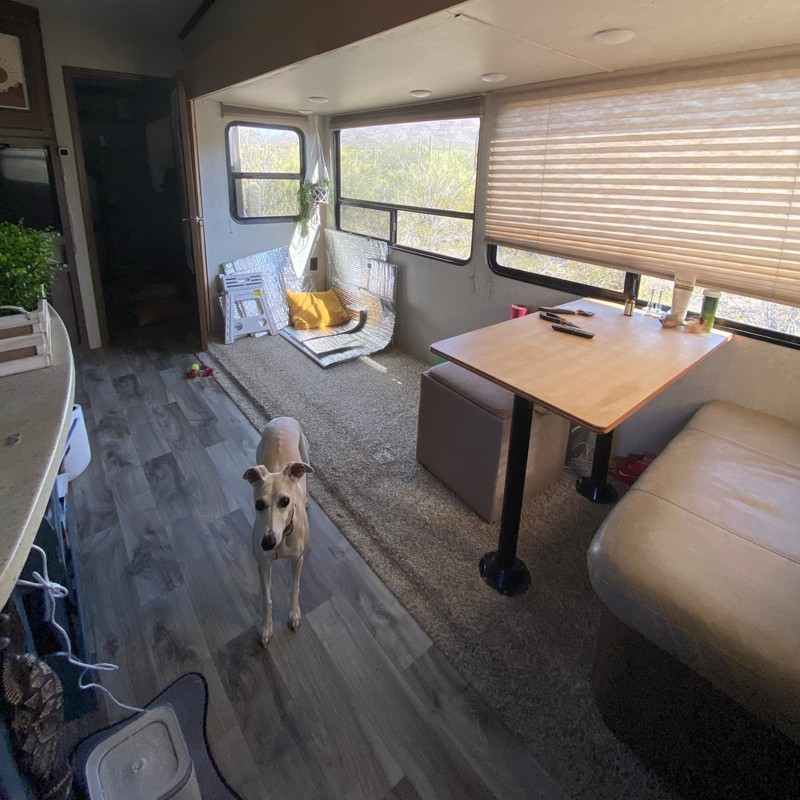 a dog standing in a living room