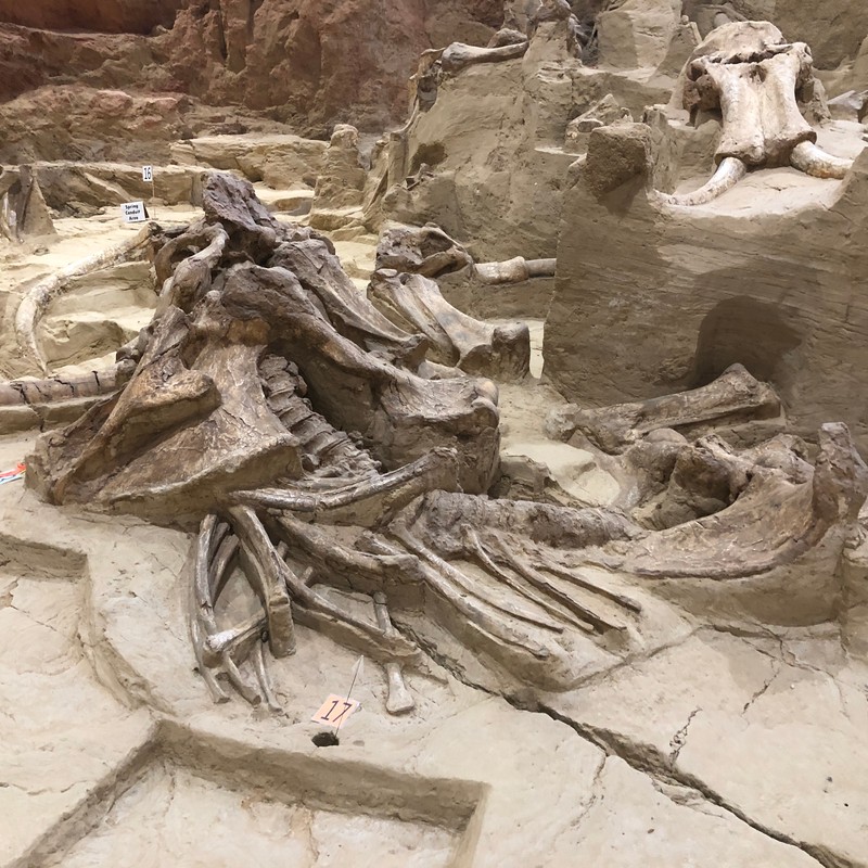 a group of skeletons in a cave