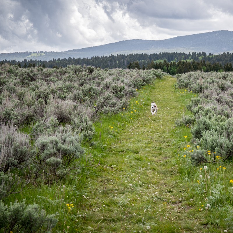 a field of plants with trees in the background