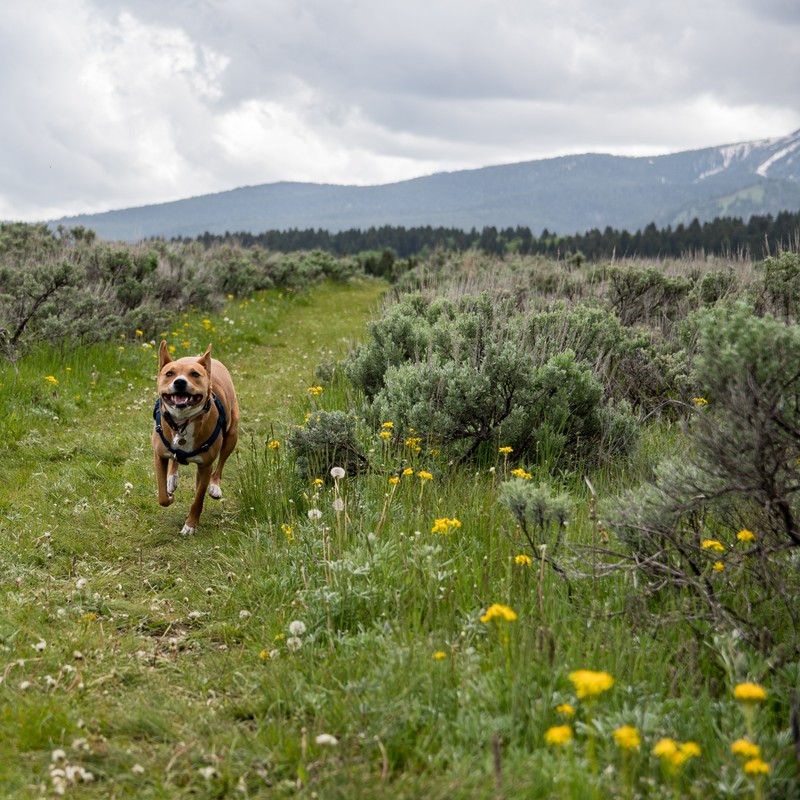 a dog running through a field of flowers