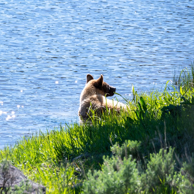a bear standing on a rock by the water