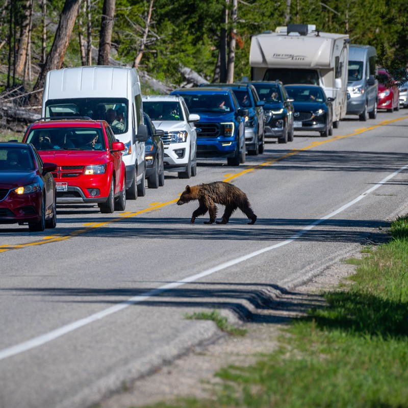 a bear walking across a parking lot