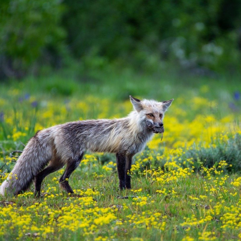 a kangaroo in a field of flowers