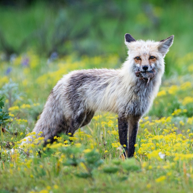 a wolf standing in a field of yellow flowers