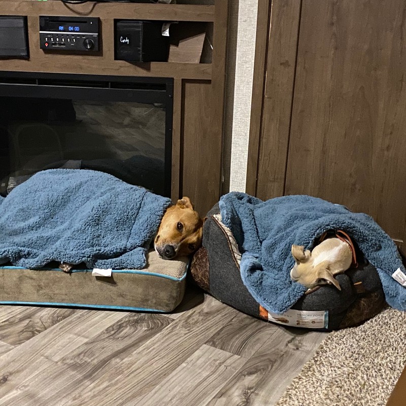 a dog lying on a couch