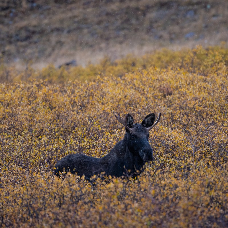 a black animal lying in a field