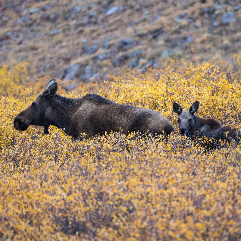 two animals lying in a field