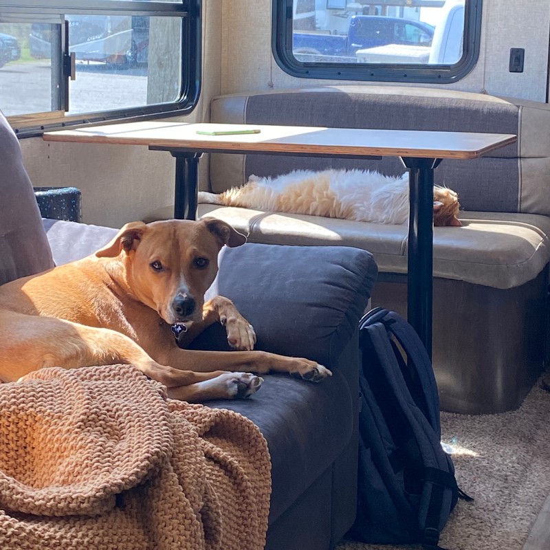 a dog lying on a couch