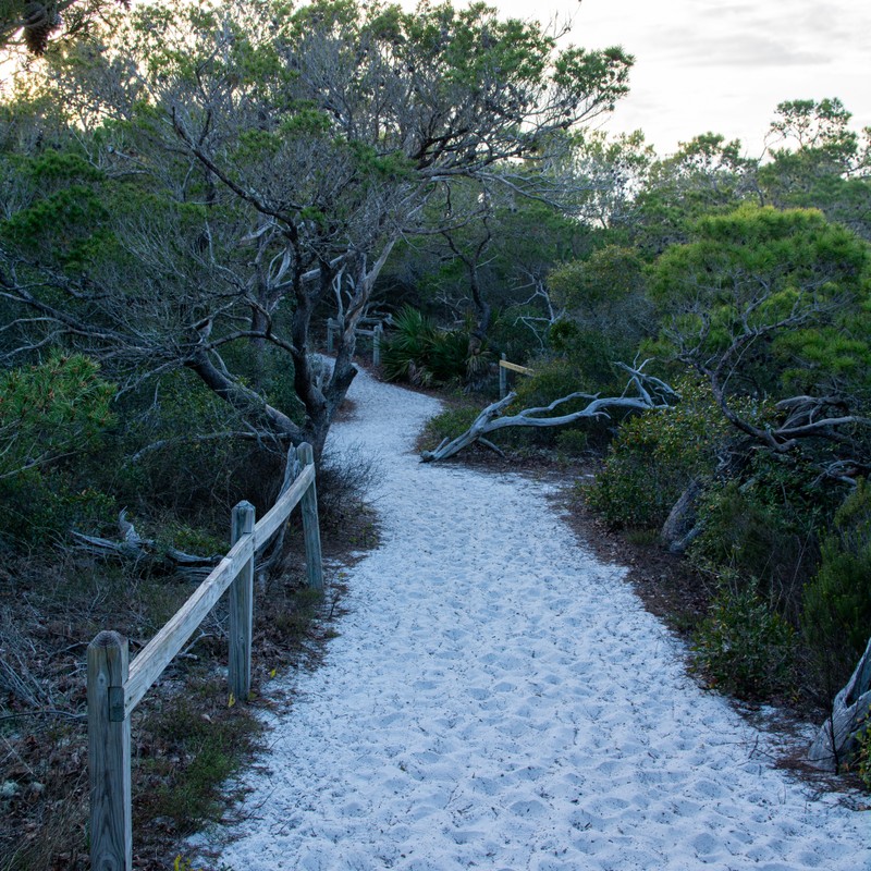 a path with trees on the side