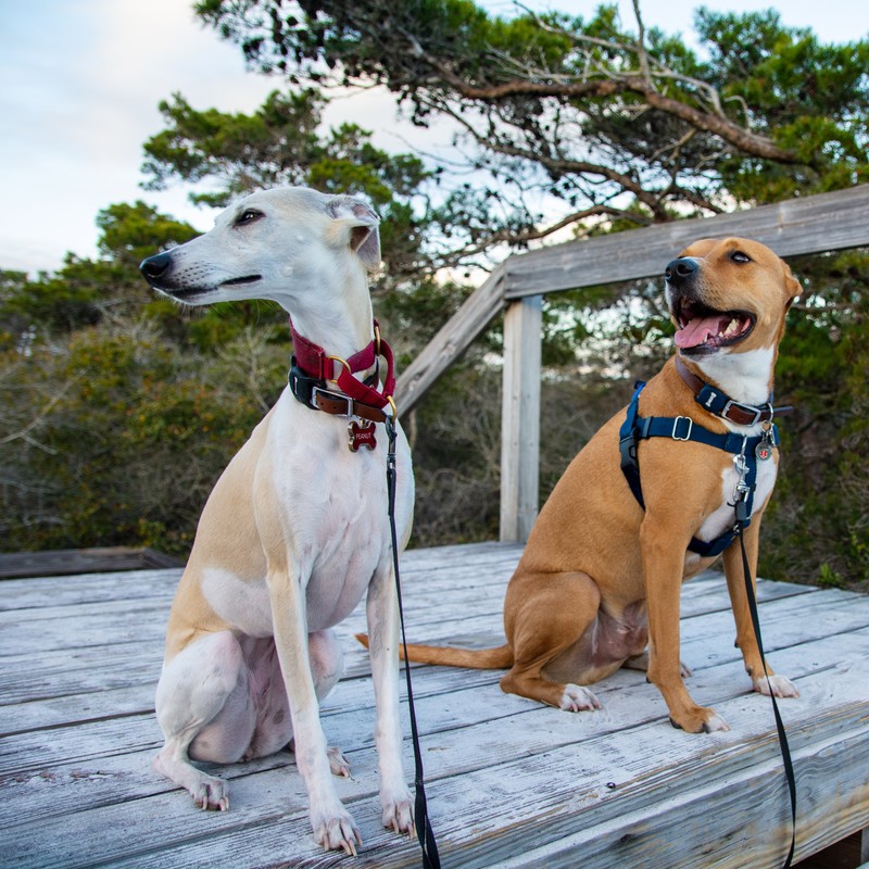 two dogs sitting on a bench