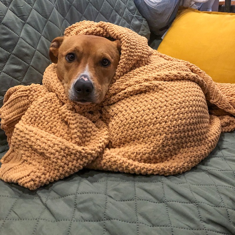 The RV is not very insulated and the dogs noticed.