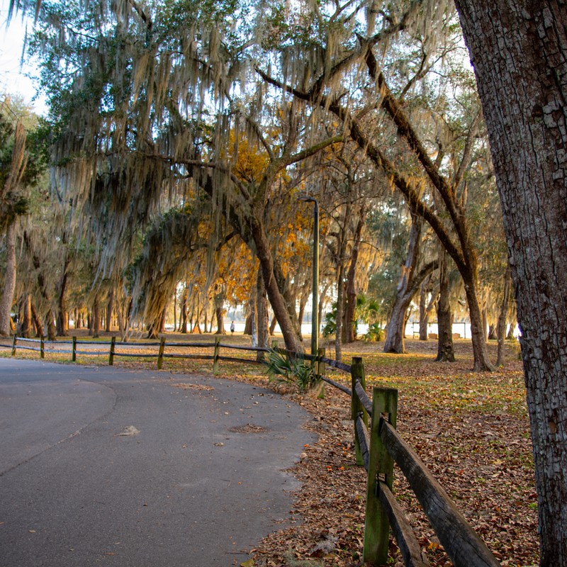 a road with trees on the side