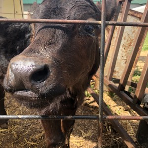 a close up of a cow's face
