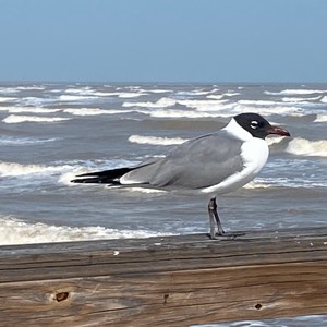 a bird standing on a beach