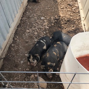 a group of pigs in a pen