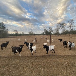 a group of cows in a field