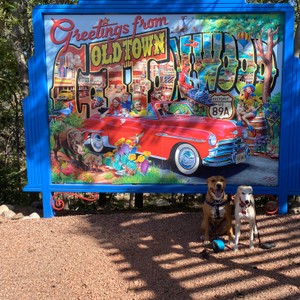 two dogs sitting on a bench in front of a colorful bus