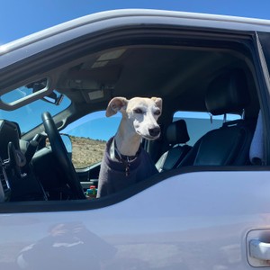 a dog sitting in the driver's seat of a car