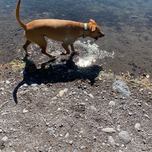a dog standing in a puddle