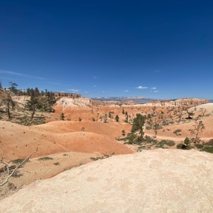 a desert landscape with trees