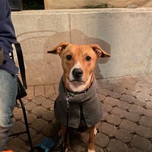 a dog wearing a sweater