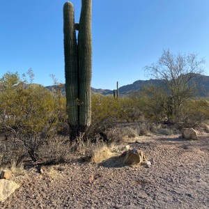 a cactus in a desert