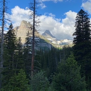 a forest of trees and mountains