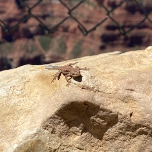 a lizard on a rock