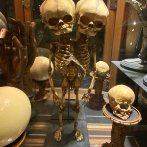 a group of skeletons