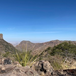 a grassy area with rocks and plants