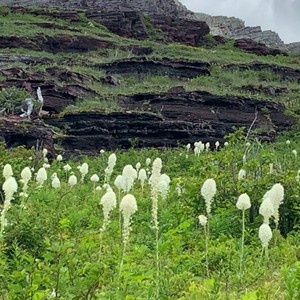 a field of white flowers