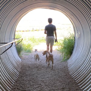 a person walking a group of dogs