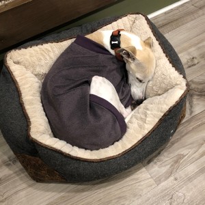 a dog lying in a dog bed