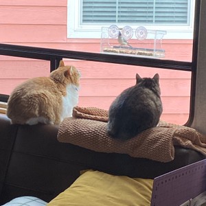 a couple of cats sitting on a bench