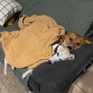 a dog wearing a garment