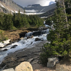 a river running through a forest